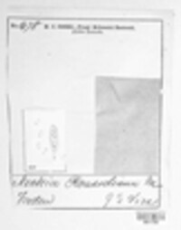 Pseudonectria buxi image